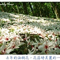 2004 油桐花