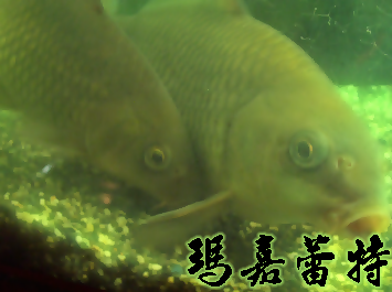 魚.bmp