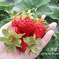 鮮艷欲滴小草莓