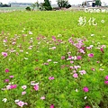 後來在路旁發現一大片波斯菊海