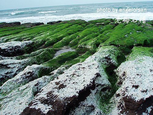 海藻死去後成為石灰質