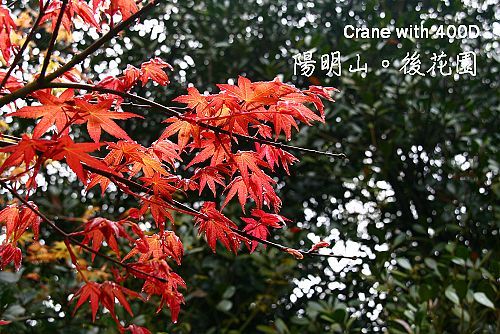 在3~4月時可賞楓