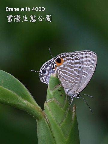 白波紋小灰蝶