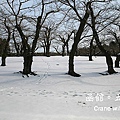 從落地窗看出去的雪景