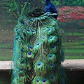 藍孔雀
