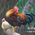 紅原雞