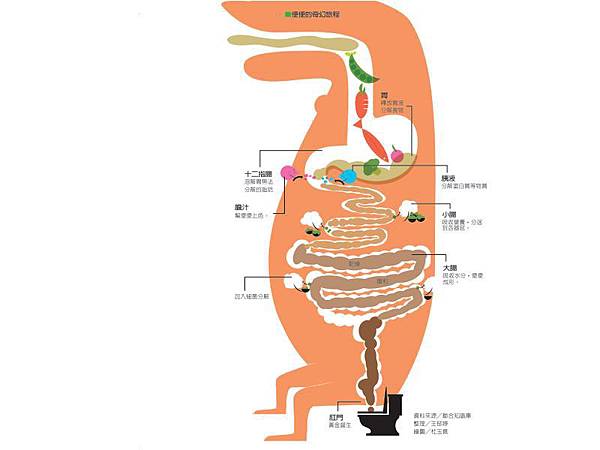腸胃問題M型化 腸道順暢3大指標.jpg
