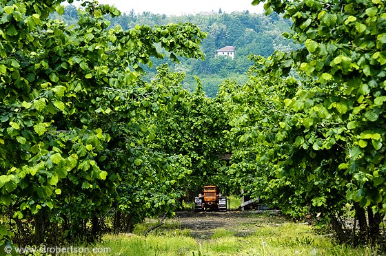 hazelnut-farm-tractor-3-b