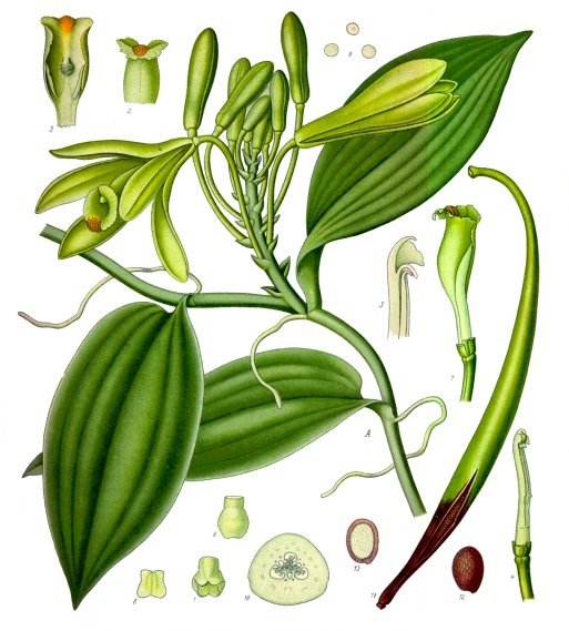 Vanilla_planifolia_-_Köhler–s_Medizinal-Pflanzen-278