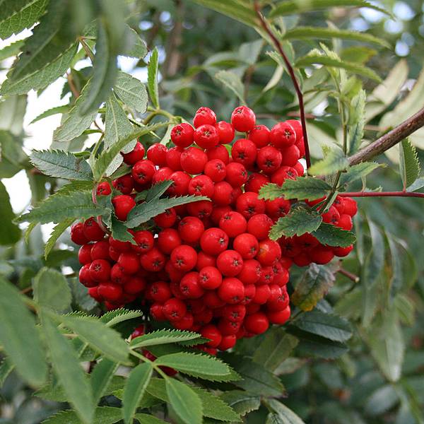 Sorbus-aucaparia_55a35aa7-d77e-4b2f-8379-bccefca9cb45.jpg Sorbus-aucaparia_55a35aa7-d77e-4b2f-8379-bccefca9cb45.jpg