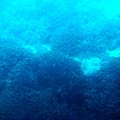 海底船看無蝦迷的景觀