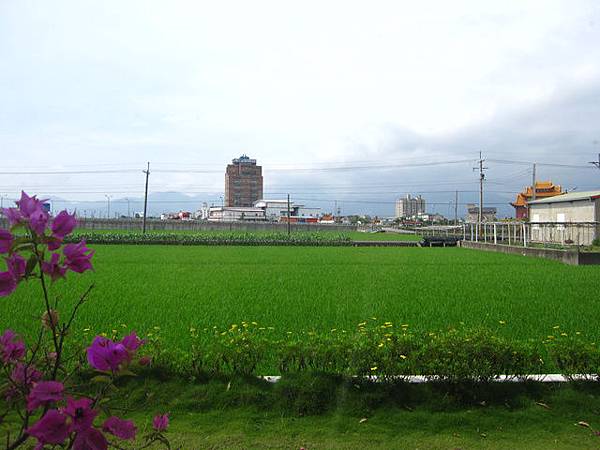 四周除了田 還是田..