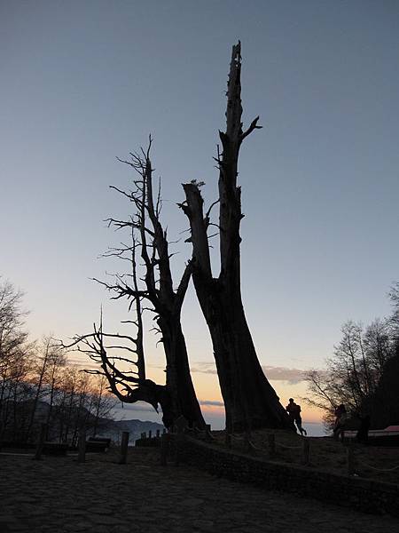 傳說中的夫妻樹~
