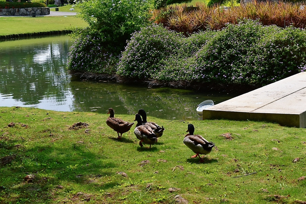 [Angel愛美食] 彰化成美文化園_松柏軒景觀餐廳_在絕美