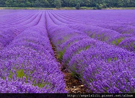 lavender_09.jpg