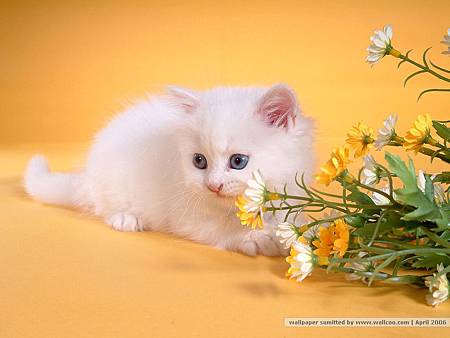 [wall001_com]_Persian_Cat_picture_80604