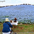 日立海濱粉蝶花12.jpg