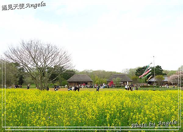 日立海濱粉蝶花27.jpg