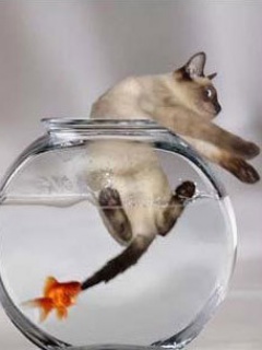 Cat_And_Fish.jpg