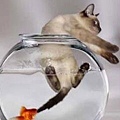 Cat_And_Fish.jpg