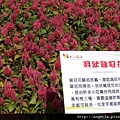 新社花海-36-羽狀雞冠花.JPG