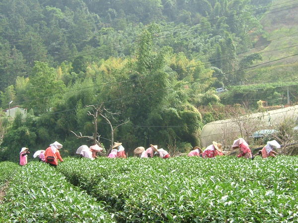 一字排開茶去