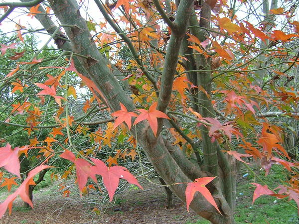 2007年小公園的楓樹