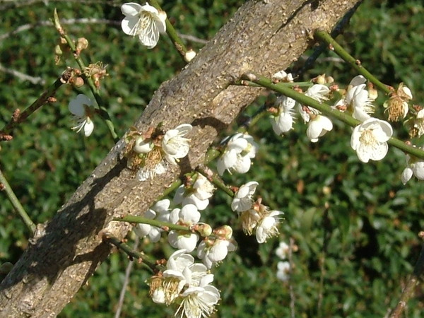 梅花