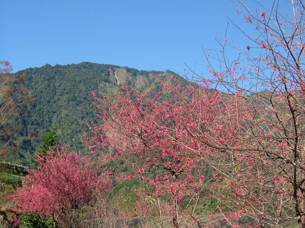 逸軒園晴天裡的櫻花(緋寒櫻)