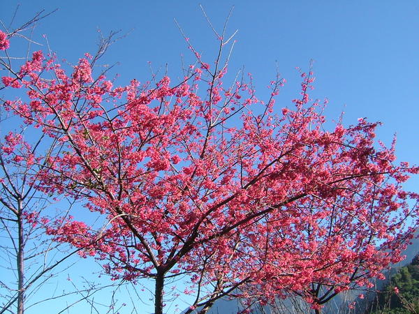 08.01逸軒園櫻花(緋寒櫻)