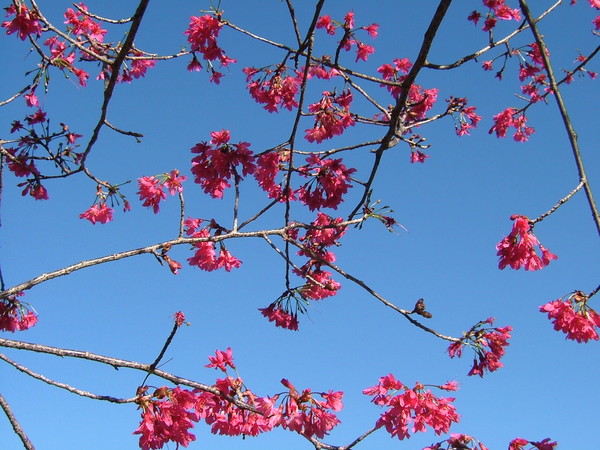 08.01逸軒園櫻花