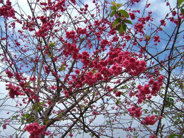 08.02.01逸軒園重瓣櫻花(八重櫻)