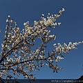 DSCF5101