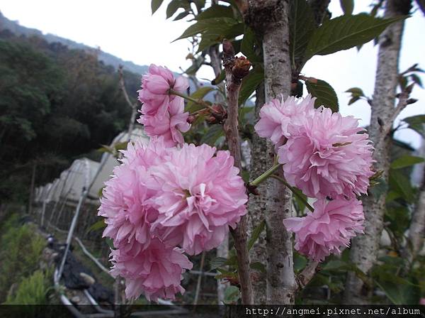 牡丹櫻4-5月