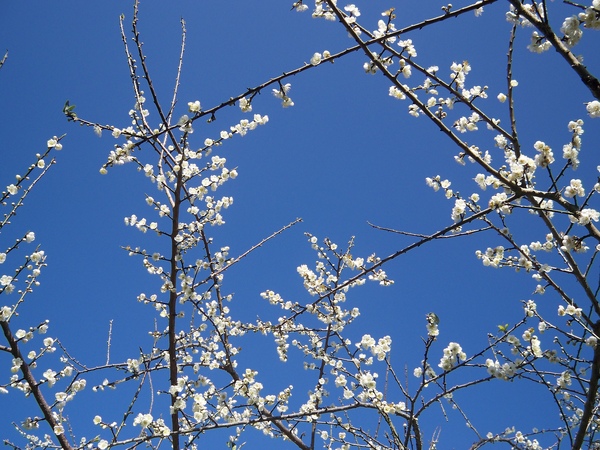 09.01.03逸軒園梅花