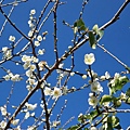 09.01.03逸軒園梅花