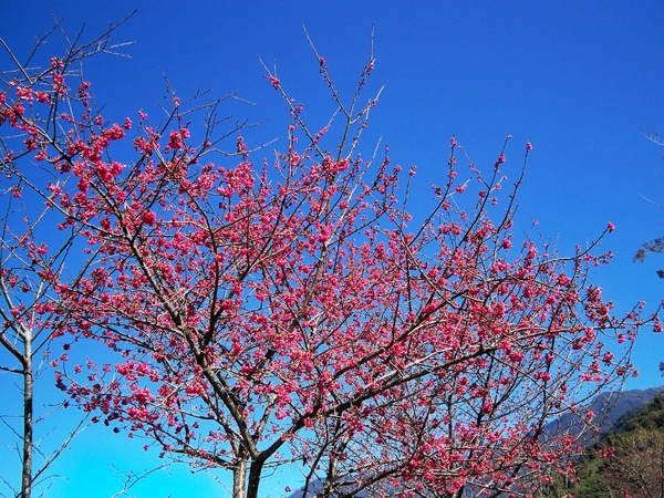 09.01.19逸軒園櫻花