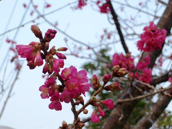 09.01.22逸軒園櫻花