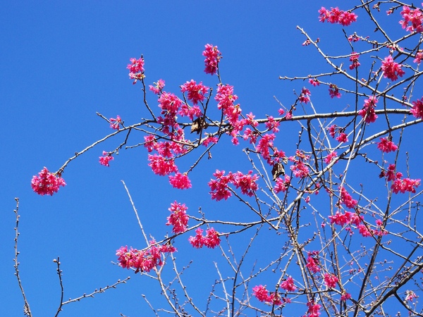 09.01.23逸軒園櫻花