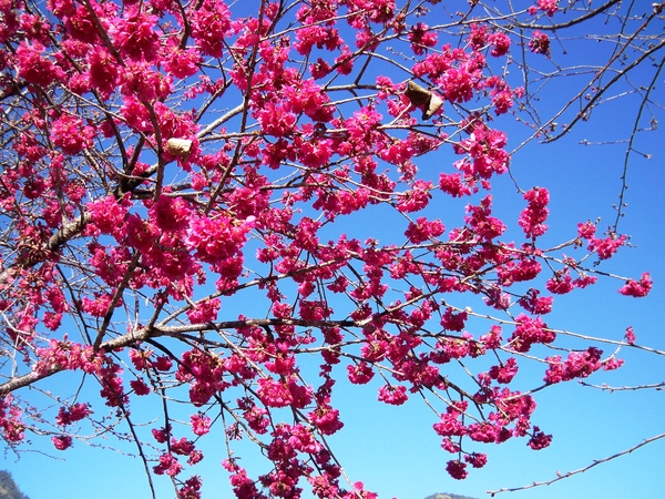 09.01.23逸軒園櫻花