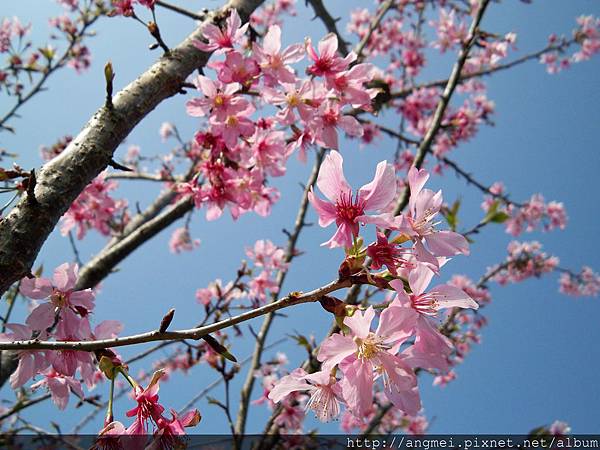2011.02.28昭和櫻