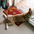 bingo的寫真集2