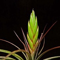 plant_144.jpg