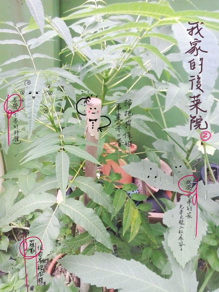 2013-07-09我家的後菜院2