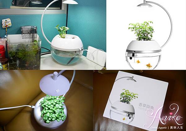 香草與魚 香草與魚