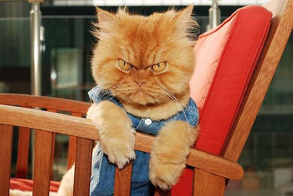 86f18600-4d2d-11e4-9225-f5e325cb307f_garfi-evil-grumpy-persian-cat-12__700