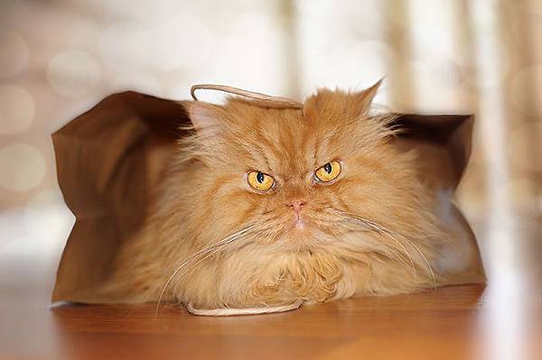 840a6ba0-4d2d-11e4-9344-2b2440fbbfc4_garfi-evil-grumpy-persian-cat-8__700