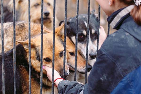 動物救援.jpg 動物救援.jpg