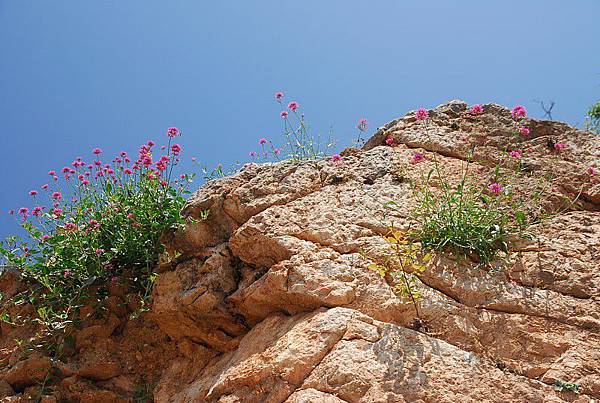 斷垣殘壁上的粉紫色小花