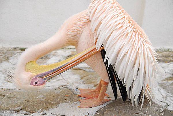 旁若無人的整理羽毛